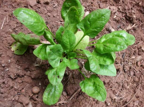 Spinach • Fresh (300g)