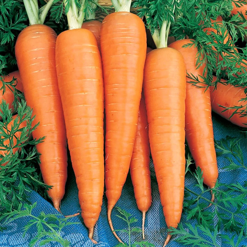 Carrot •แครอท• 400g