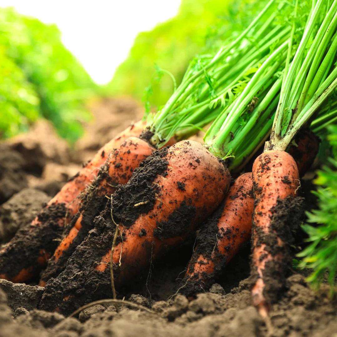 Carrot •แครอท• 400g