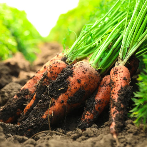 Carrot •แครอท• 400g