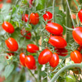 Tomato Cherry •มะเขือเทศเชอรี่•180g