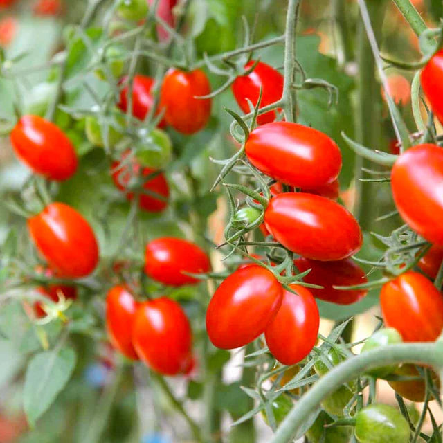 Tomato Cherry •มะเขือเทศเชอรี่•180g