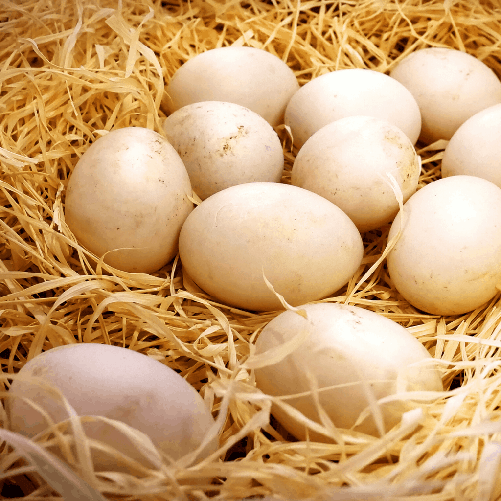 Free-range Duck Eggs 1 panel