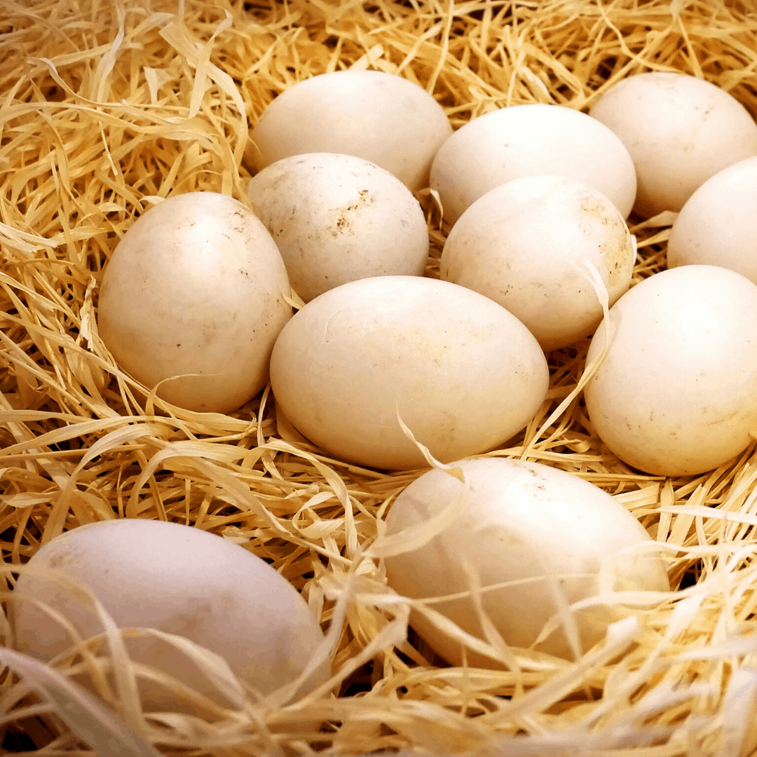 Free-range Duck Eggs 1 Egg