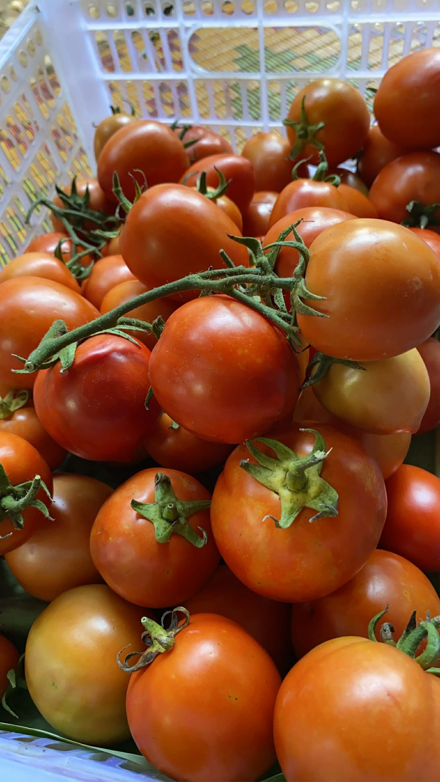 มะเขือเทศโทมัส Tomas Tomato 1000 g