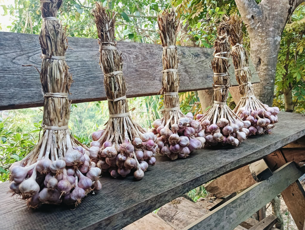 กระเทียมอินทรีย์ Organic Garlic 🧄