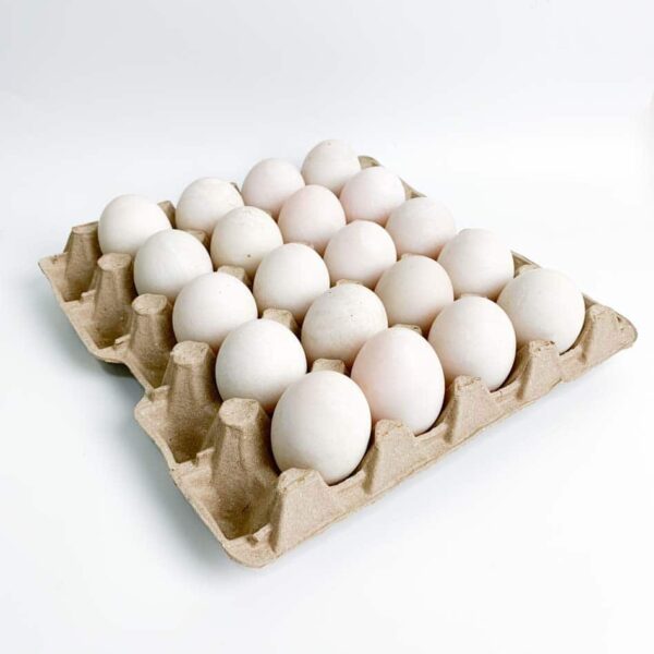 Free-range Duck Eggs 1 panel