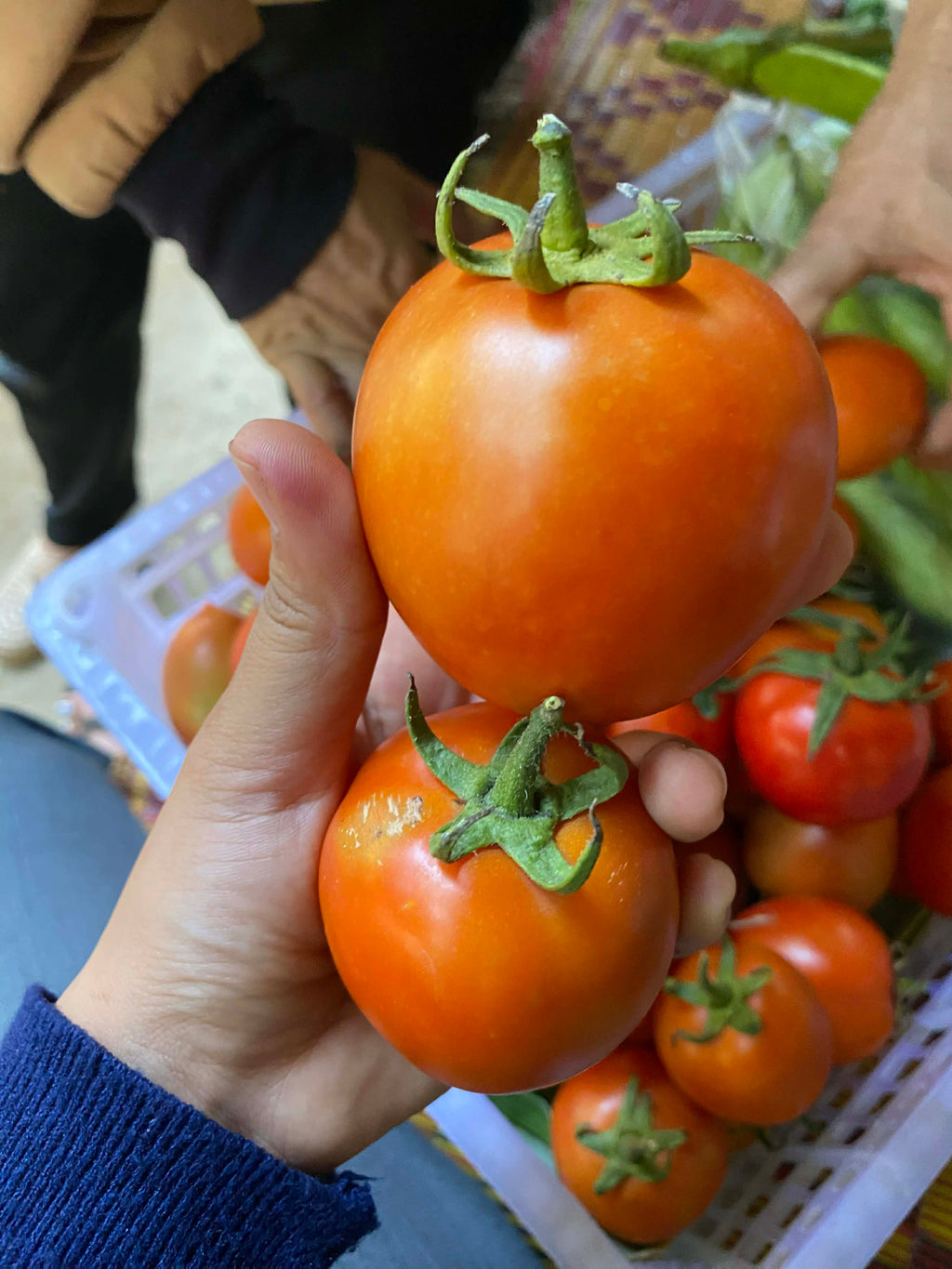 มะเขือเทศโทมัส Tomas Tomato 1000 g