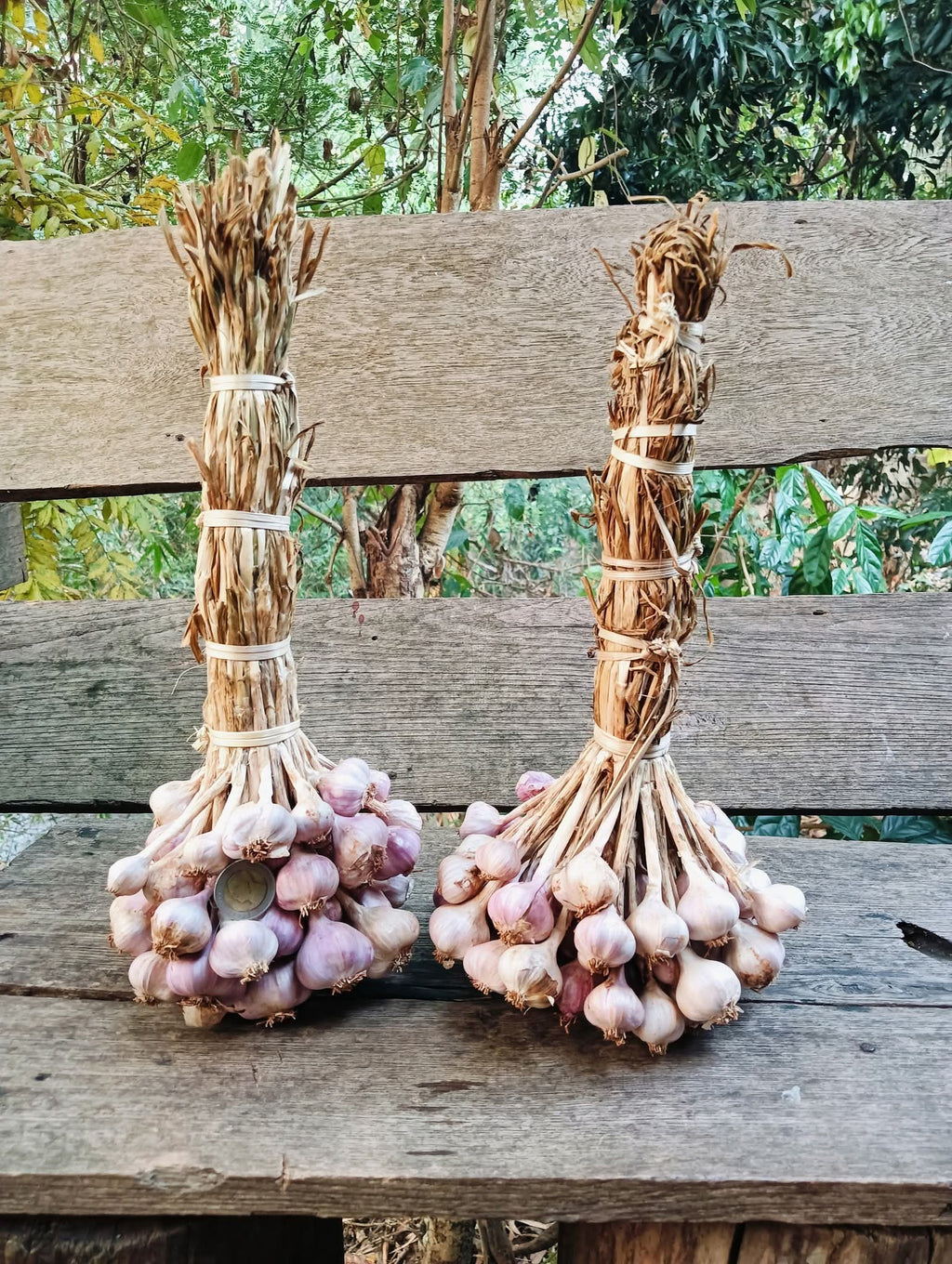 กระเทียมอินทรีย์ Organic Garlic 🧄