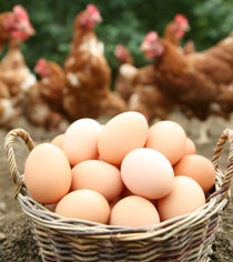 Free-range Chicken Eggs 1 panel