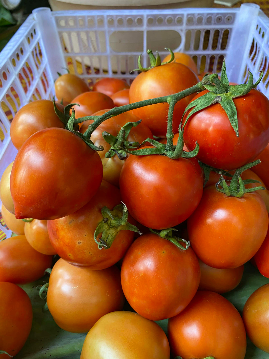 มะเขือเทศโทมัส Tomas Tomato 1000 g