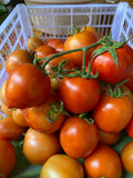 มะเขือเทศโทมัส Tomas Tomato 1000 g