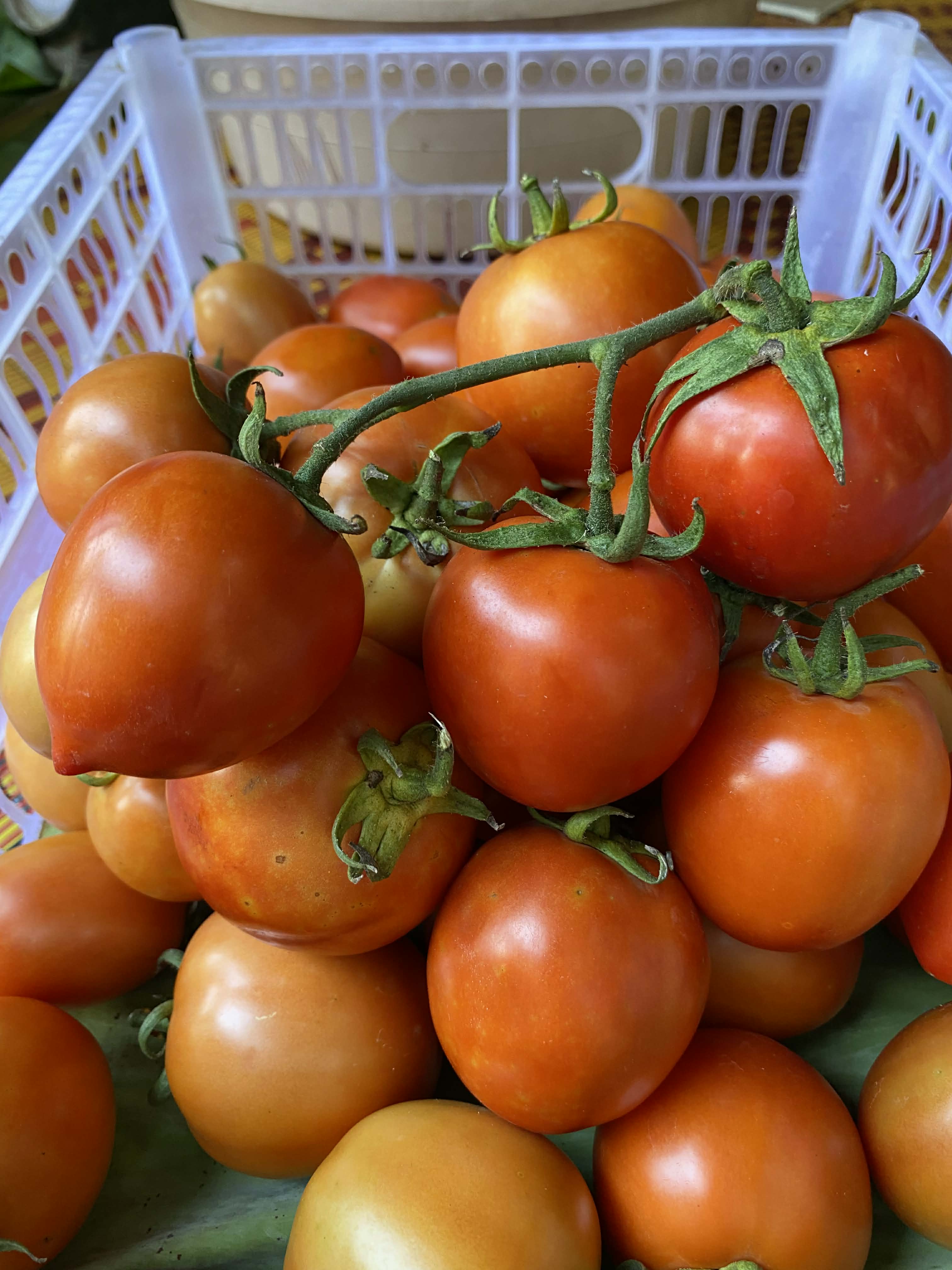 มะเขือเทศโทมัส Tomas Tomato 1000 g