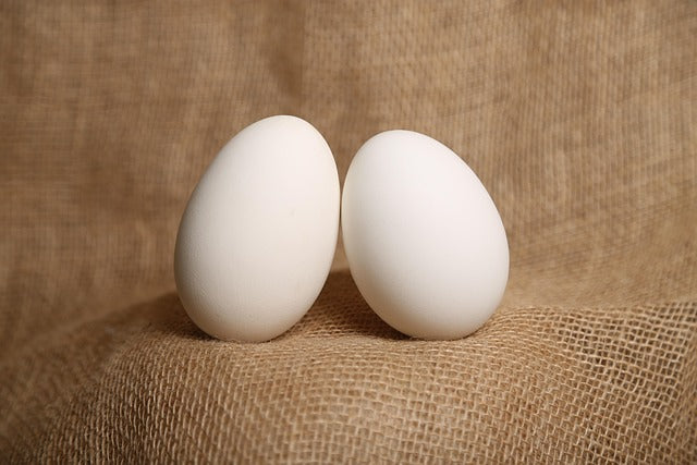 Free-range Duck Eggs 1 panel