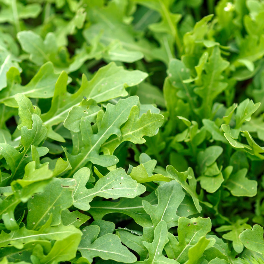 Rocket salad